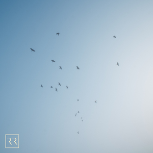 青青免费网站免费观看
